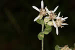 Toothed whitetop aster 